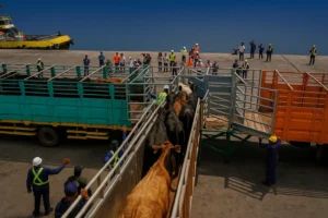 Inovasi Peternakan Sapi: Strategi Baru Menuju Indonesia Mandiri Susu & Daging